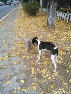 五个月大的格力犬，已经打针及打虫 - 桂林28生活网 www.28life.com