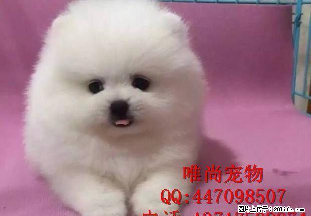 博美多少钱一只哪里有买的 - 宠物交易 - 宠物信息 - 桂林分类信息 - 桂林28生活网 www.28life.com