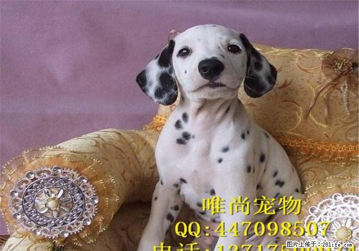 纯种犬繁殖基地出售顶级精品大麦町幼犬 签订活体协议 - 宠物交易 - 宠物信息 - 桂林分类信息 - 桂林28生活网 www.28life.com