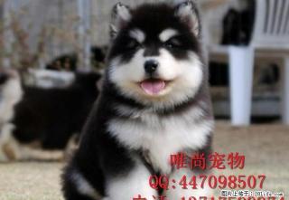 北京哪里卖纯种阿拉斯加 - 桂林28生活网 www.28life.com
