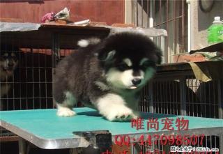 阿拉斯加多少钱一只哪里有卖的 - 桂林28生活网 www.28life.com