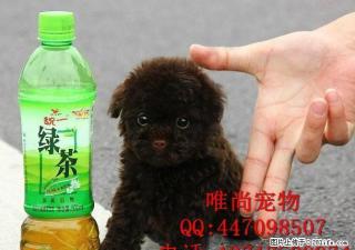 哪里出售泰迪幼犬多少钱一只 - 桂林28生活网 www.28life.com