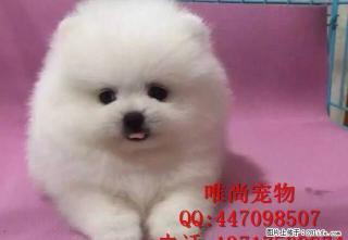 博美多少钱一只哪里有买的 - 桂林28生活网 www.28life.com