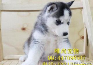 哈士奇多少钱一只好养吗 - 桂林28生活网 www.28life.com