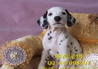 纯种犬繁殖基地出售顶级精品大麦町幼犬 签订活体协议 - 桂林28生活网 www.28life.com