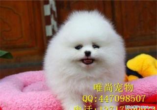 韩系博美犬价格 纯种韩系博美幼犬 哪里卖博美幼犬 - 桂林28生活网 www.28life.com