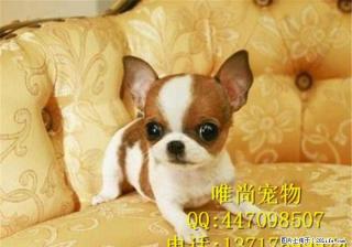 出售铁包金吉娃娃 纯种吉娃娃幼犬 小体吉娃娃好养么 - 桂林28生活网 www.28life.com