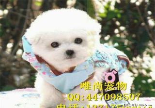 出售纯种比熊犬 公母齐全 包健康 包纯种 签协议 - 桂林28生活网 www.28life.com