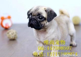 虎头皱脸小巴哥出售,短毛品相好,活泼可爱,纯种健康 - 桂林28生活网 www.28life.com