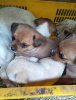 自家巴哥犬狗仔便宜卖150一只 - 桂林28生活网 www.28life.com