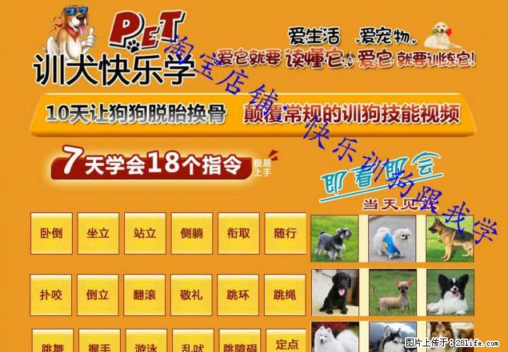 训狗教程 训犬视频大全 训练狗狗排便 金毛泰迪驯狗视频教程U盘版 - 宠物配种及服务 - 宠物信息 - 桂林分类信息 - 桂林28生活网 www.28life.com