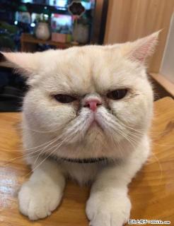 寻品相好的种公加菲猫，配种 - 桂林28生活网 www.28life.com
