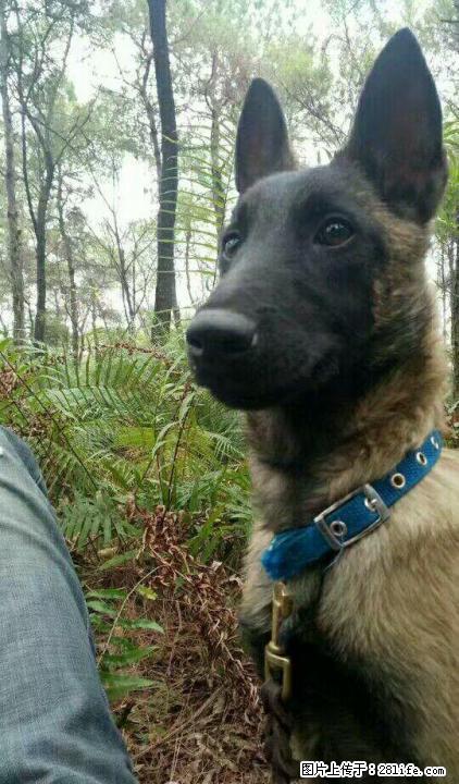 因工作原因现将自己的血统科目马犬转让 - 宠物交易 - 宠物信息 - 桂林分类信息 - 桂林28生活网 www.28life.com