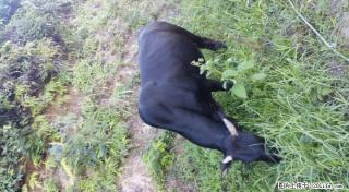 资源高山放养黄牛6头出售 - 桂林28生活网 www.28life.com