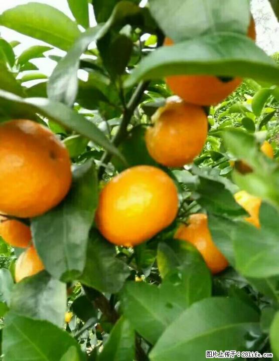 临桂五通大量出售优质沙糖桔 - 礼品刀具 - 特色礼品 - 桂林分类信息 - 桂林28生活网 www.28life.com