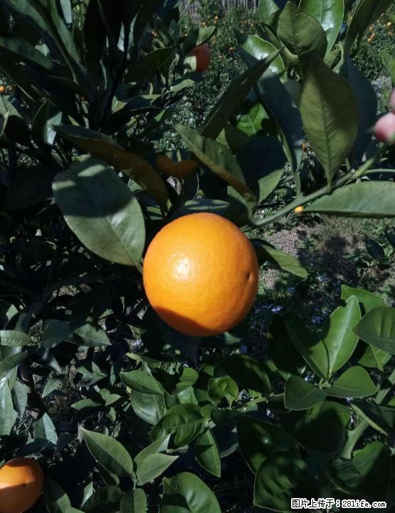 新鲜现摘的蜜香橙准备上市了，接受预定，欢迎到果园现摘！！ - 农作物 - 农林牧渔 - 桂林分类信息 - 桂林28生活网 www.28life.com