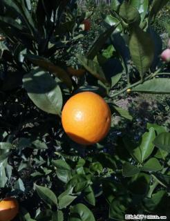 新鲜现摘的蜜香橙准备上市了，接受预定，欢迎到果园现摘！！ - 桂林28生活网 www.28life.com