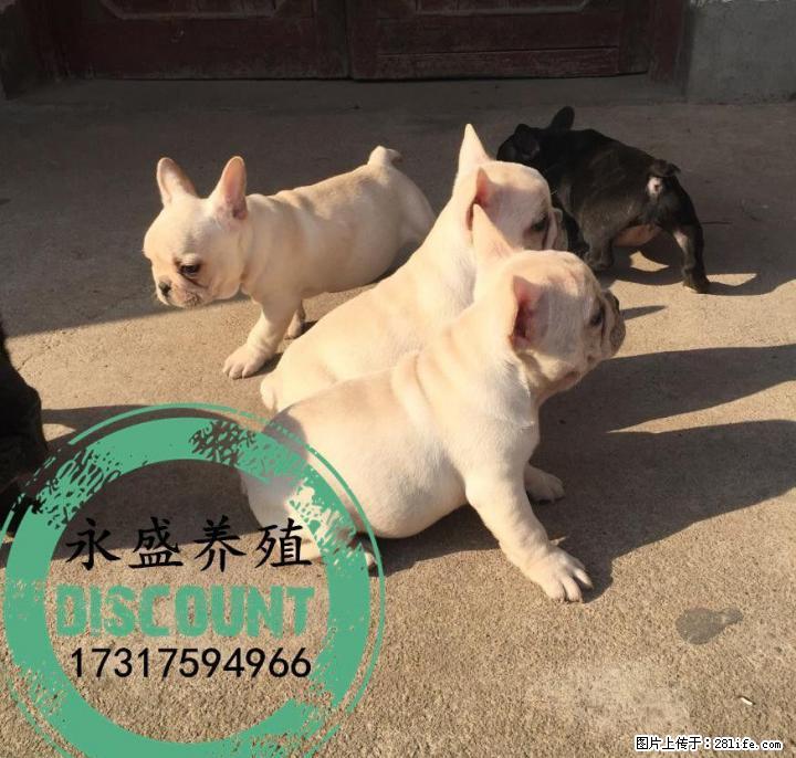 自家养殖的纯种法牛犬 保证纯种健康 近距离可上门自提 - 宠物交易 - 宠物信息 - 桂林分类信息 - 桂林28生活网 www.28life.com