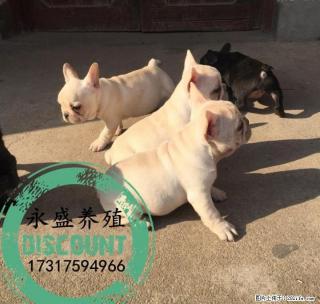 自家养殖的纯种法牛犬 保证纯种健康 近距离可上门自提 - 桂林28生活网 www.28life.com
