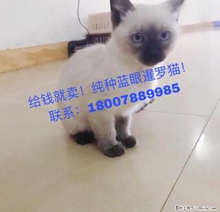 2个月大蓝眼暹罗猫便宜出售18007889985周先生 - 桂林28生活网 www.28life.com