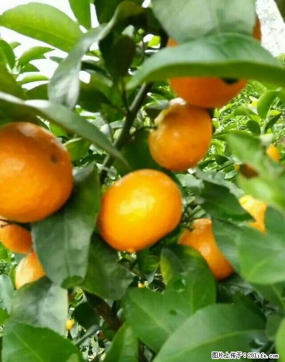 优质砂糖橘成熟啦！！！！ - 农作物 - 农林牧渔 - 桂林分类信息 - 桂林28生活网 www.28life.com