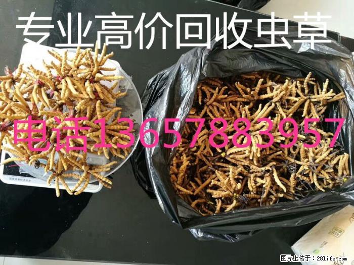 桂林市回收礼盒冬虫夏草;桂林市回收散装冬虫夏草 - 烟具酒具 - 特色礼品 - 桂林分类信息 - 桂林28生活网 www.28life.com