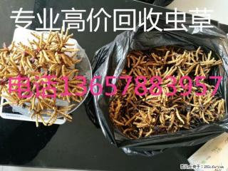 桂林市回收礼盒冬虫夏草;桂林市回收散装冬虫夏草 - 桂林28生活网 www.28life.com