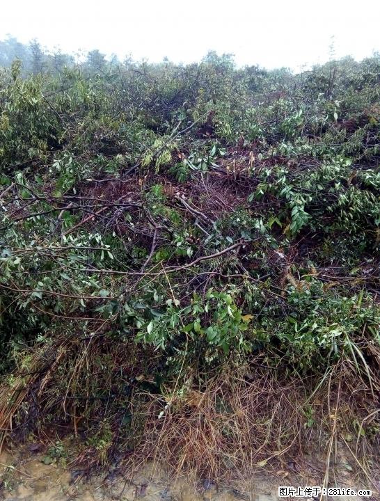 灵川灵田四联有30亩土地出租 - 其它 - 房屋租售 - 桂林分类信息 - 桂林28生活网 www.28life.com