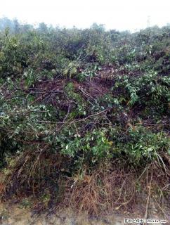 灵川灵田四联有30亩土地出租 - 桂林28生活网 www.28life.com