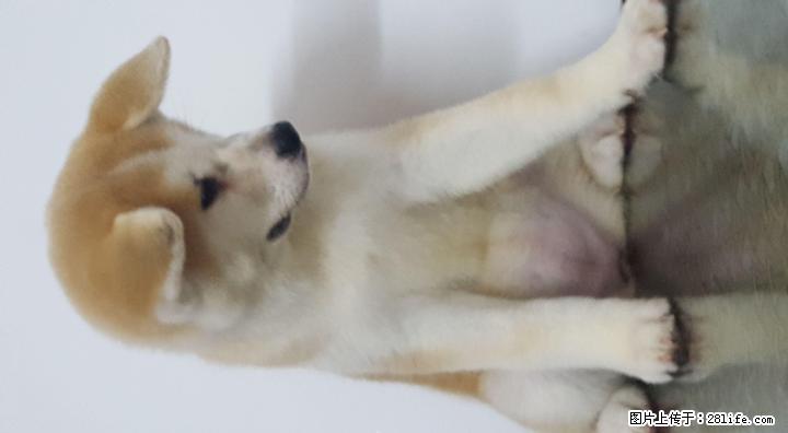 赤色秋田幼犬母出售，3个月，包健康。 - 宠物交易 - 宠物信息 - 桂林分类信息 - 桂林28生活网 www.28life.com