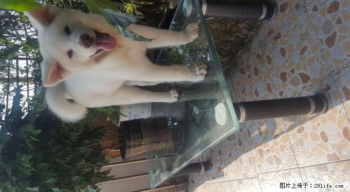 秋田幼犬白色公3个月出售 - 宠物交易 - 宠物信息 - 桂林分类信息 - 桂林28生活网 www.28life.com
