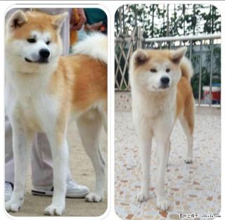 长期出售赛级秋田幼犬，成犬 - 桂林28生活网 www.28life.com