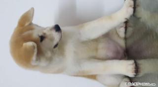 赤色秋田幼犬母出售，3个月，包健康。 - 桂林28生活网 www.28life.com