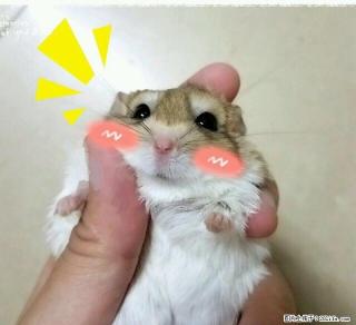通心粉妹妹 有想领养的吗？ - 桂林28生活网 www.28life.com