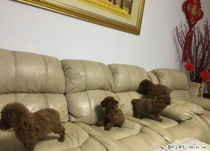 出售4只小贵宾犬，有意者联系 - 宠物交易 - 宠物信息 - 桂林分类信息 - 桂林28生活网 www.28life.com
