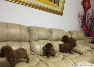 出售4只小贵宾犬，有意者联系 - 桂林28生活网 www.28life.com