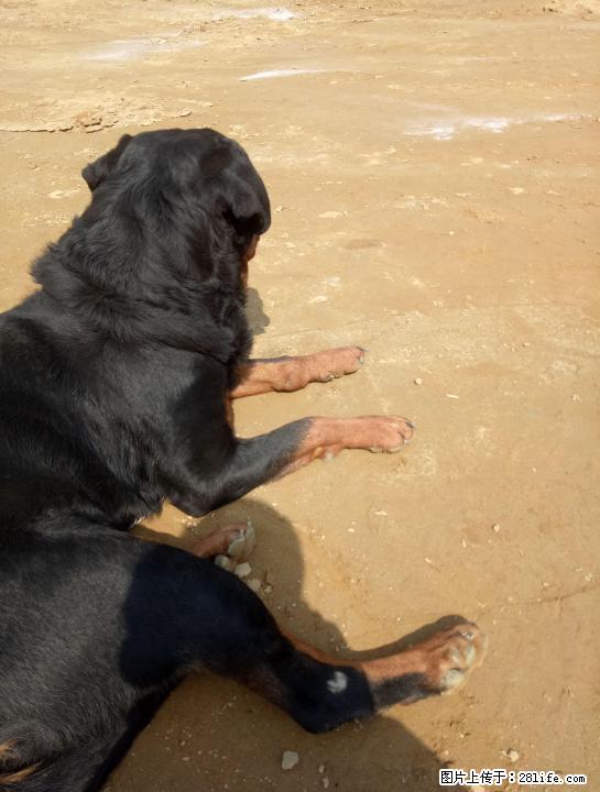 罗威纳斯巴达分舍黑虎岗犬舍的后代 - 宠物交易 - 宠物信息 - 桂林分类信息 - 桂林28生活网 www.28life.com