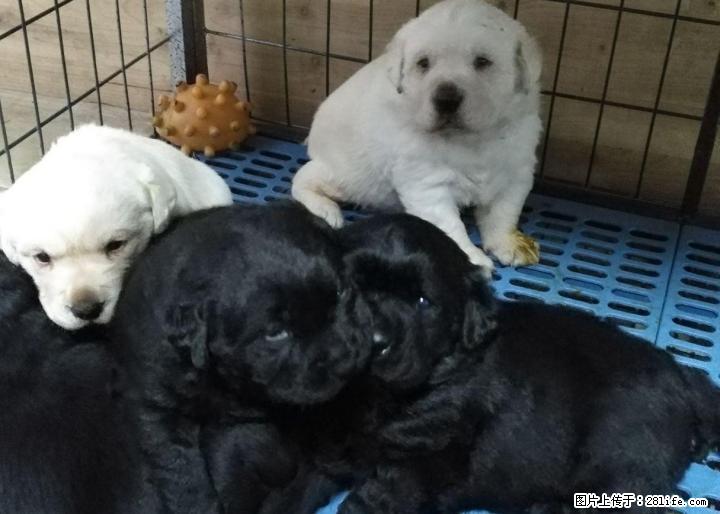 可爱的拉布拉多幼犬出售 - 宠物交易 - 宠物信息 - 桂林分类信息 - 桂林28生活网 www.28life.com