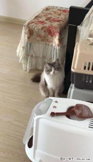 布偶猫,公母各一只,打包出售。 - 桂林28生活网 www.28life.com