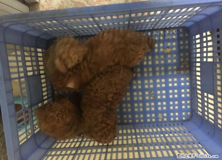 出售家养贵宾宝宝四只 - 宠物交易 - 宠物信息 - 桂林分类信息 - 桂林28生活网 www.28life.com
