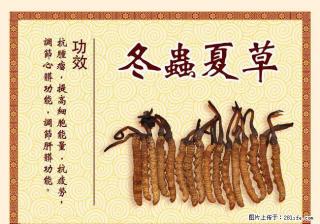 北京回收同仁堂冬虫夏草13522262212高价回收极草含片东阿阿胶老阿胶燕窝海参瑶柱鱼肚 - 桂林28生活网 www.28life.com