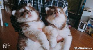 纯种阿拉斯加巨型犬幼崽出售 - 桂林28生活网 www.28life.com