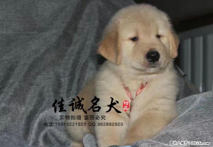 哪里卖纯种大头金毛犬 - 宠物交易 - 宠物信息 - 桂林分类信息 - 桂林28生活网 www.28life.com