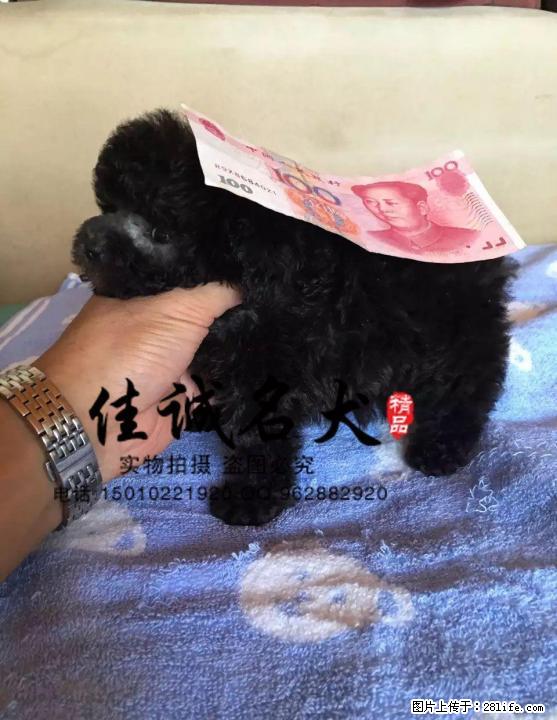纯种泰迪幼犬多少钱一只 - 宠物交易 - 宠物信息 - 桂林分类信息 - 桂林28生活网 www.28life.com