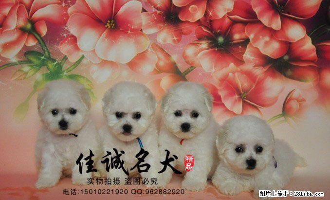 纯种比熊幼犬多少钱一只 - 宠物交易 - 宠物信息 - 桂林分类信息 - 桂林28生活网 www.28life.com