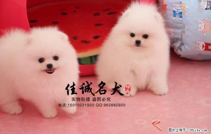 哪里卖纯种哈多利球体博美犬 - 宠物交易 - 宠物信息 - 桂林分类信息 - 桂林28生活网 www.28life.com