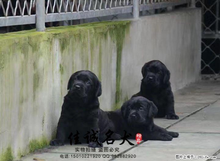 纯种拉布拉多幼犬多少钱一只 正规拉布拉多犬舍 - 宠物交易 - 宠物信息 - 桂林分类信息 - 桂林28生活网 www.28life.com