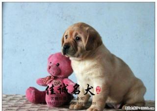 哪里卖纯种黄色拉布拉多犬 - 桂林28生活网 www.28life.com