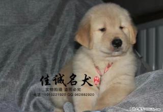哪里卖纯种大头金毛犬 - 桂林28生活网 www.28life.com