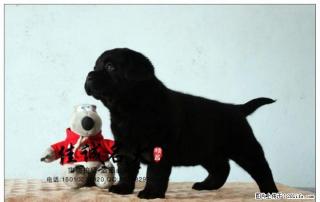 北京哪里卖纯种拉布拉多犬 - 桂林28生活网 www.28life.com